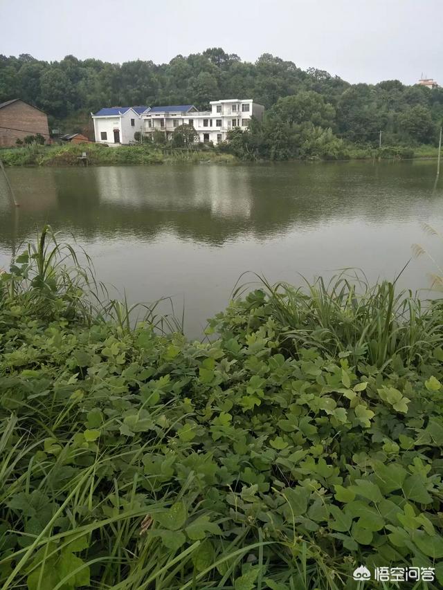 挖鱼塘养鱼<strong></p>
<p>比特币矿池</strong>，是挖得深好还是挖得浅好？最佳深度是多少？