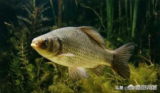 为什么野外有的地方有水就有鱼?比如在平地新挖个水塘<strong></p>
<p>比特币矿池</strong>，无人放鱼苗就有鱼，怎么回事？