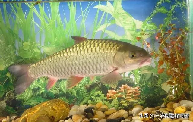为什么野外有的地方有水就有鱼?比如在平地新挖个水塘<strong></p>
<p>比特币矿池</strong>，无人放鱼苗就有鱼，怎么回事？