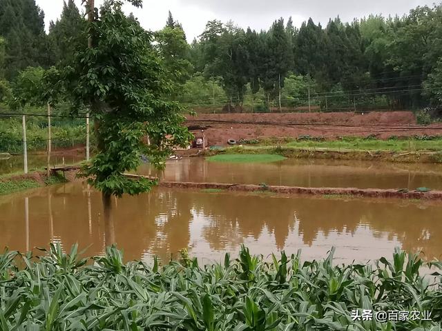 前几天回了一趟四川农村老家<strong></p>
<p>比特币矿池</strong>，发现到处都在挖龙虾养殖田，以目前的价格还有赚吗？