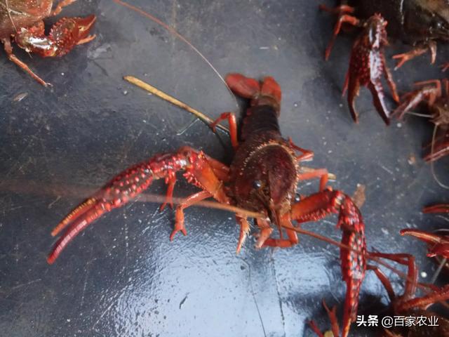 前几天回了一趟四川农村老家<strong></p>
<p>比特币矿池</strong>，发现到处都在挖龙虾养殖田，以目前的价格还有赚吗？