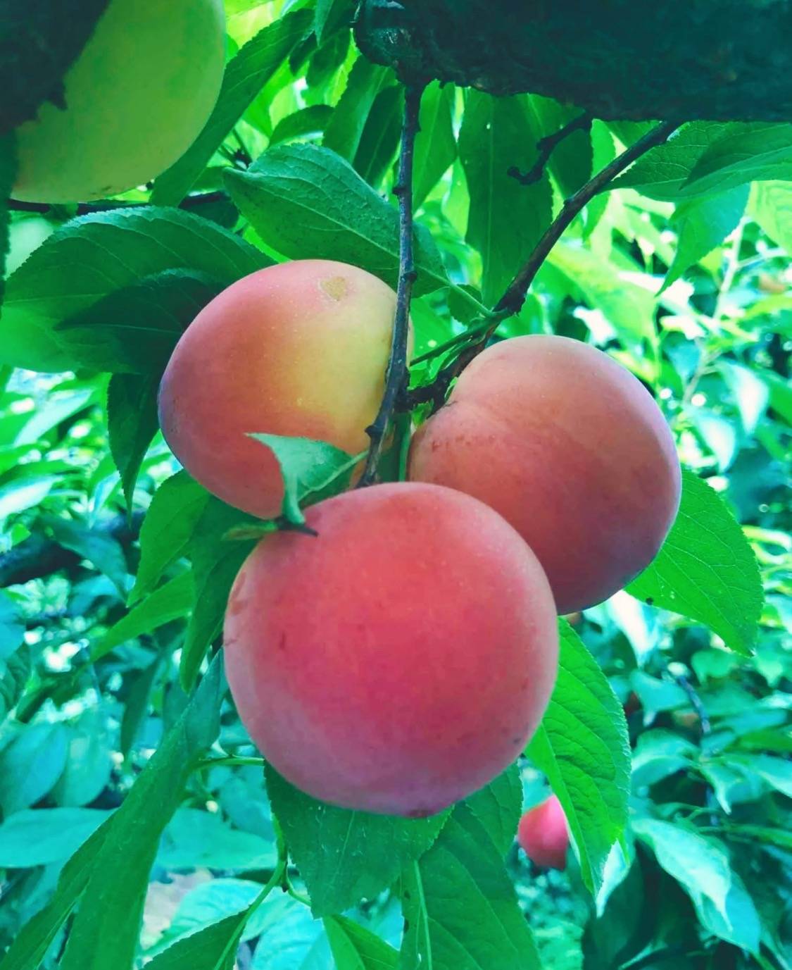 桃子(桃子移植官网)
