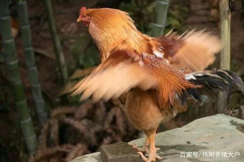 理财养鸡方法(理财养鸡什么意思)