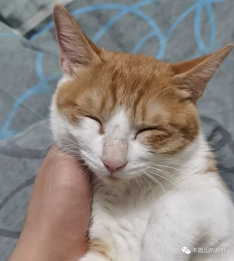 理财买猫(买理财产品稳赚吗)