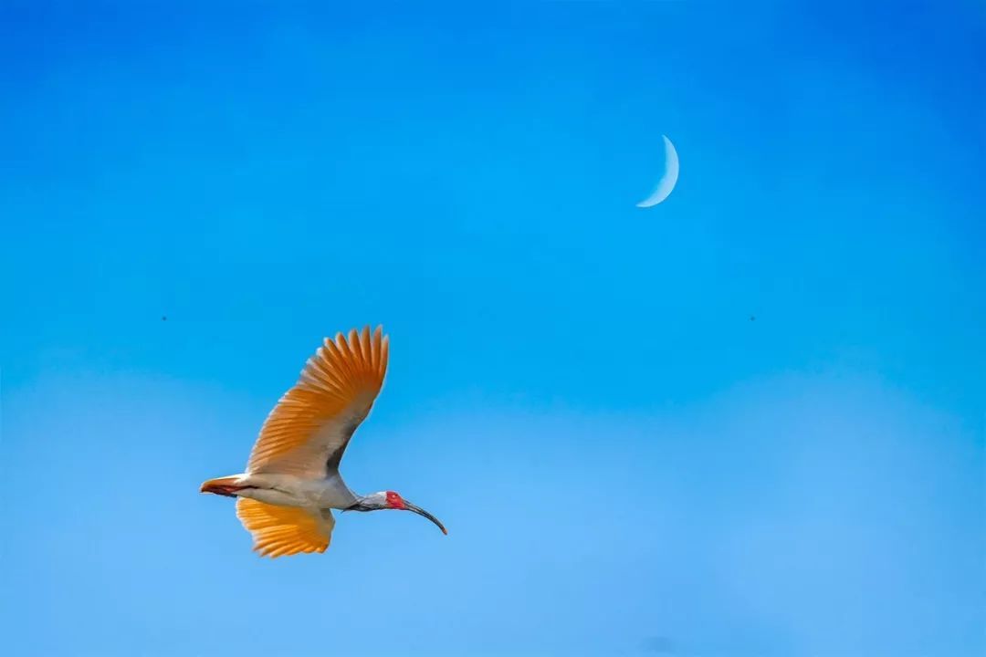 吉祥鸟理财(吉祥鸟什么意思啊)