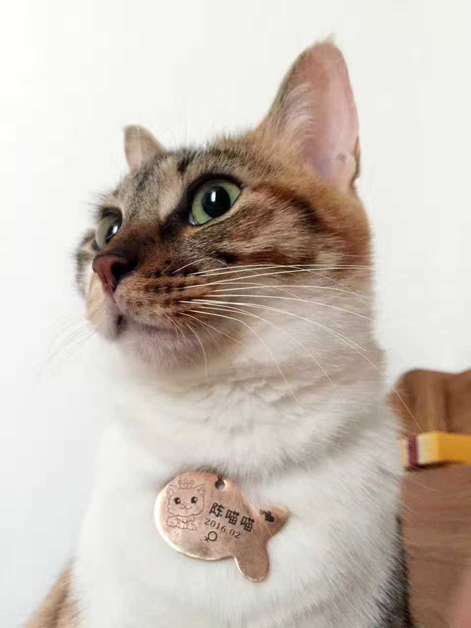 理财什么猫(跑跑卡丁车理财猫)