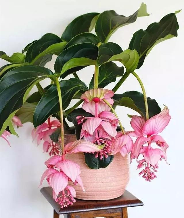 宝莲理财(上海宝莲投资集团有限公司)