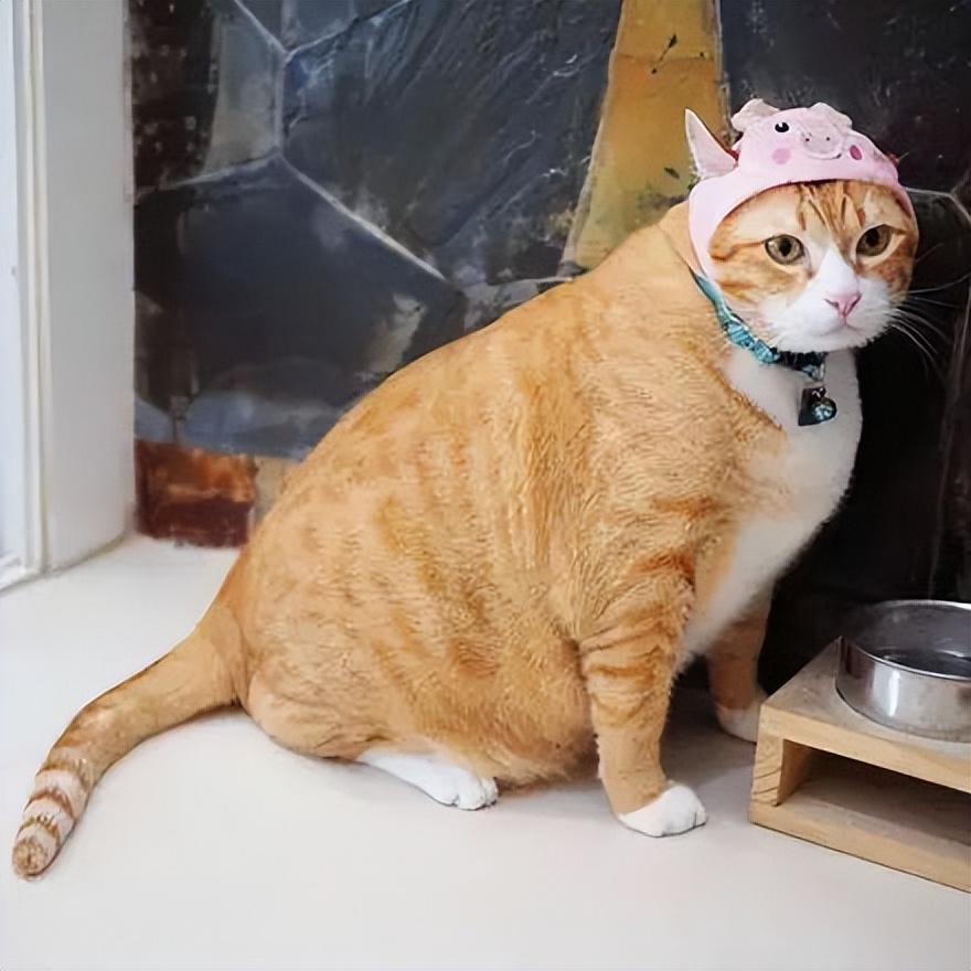 理财买猫(买理财安全吗)