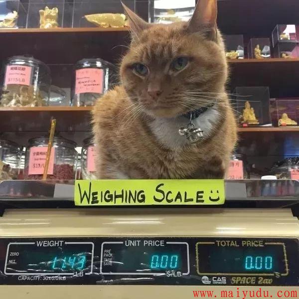 理财什么猫(理财那个产品好牢靠)
