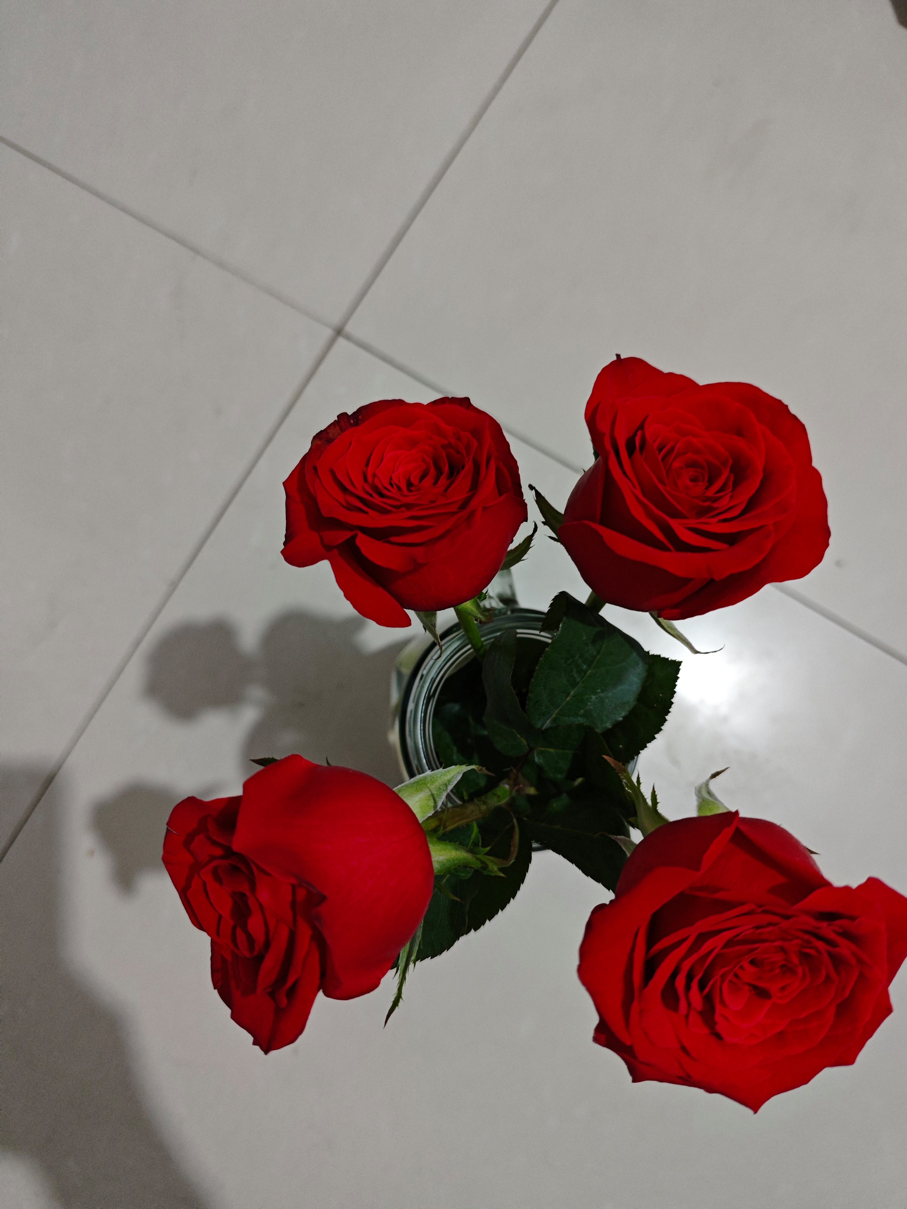 玫瑰花(玫瑰花怎么插枝栽培)