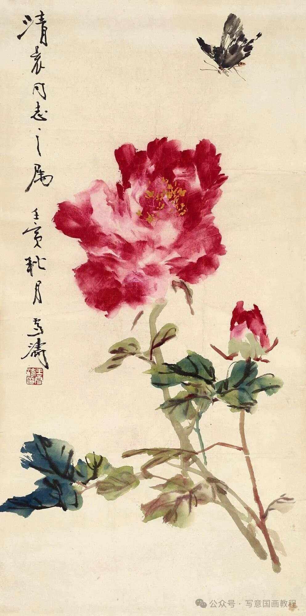 牡丹(牡丹花图片)