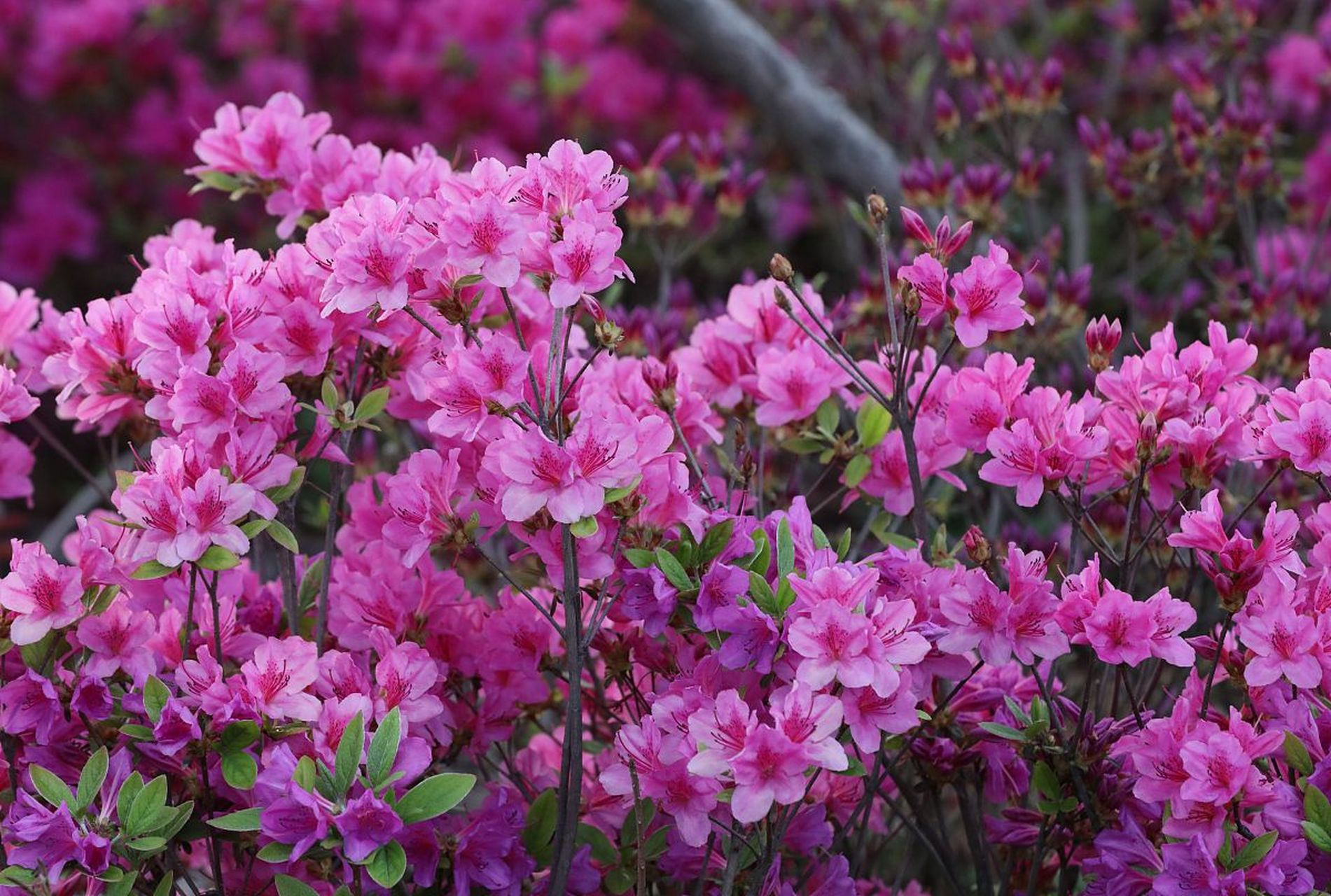 杜鹃花(杜鹃花花期多长时间)