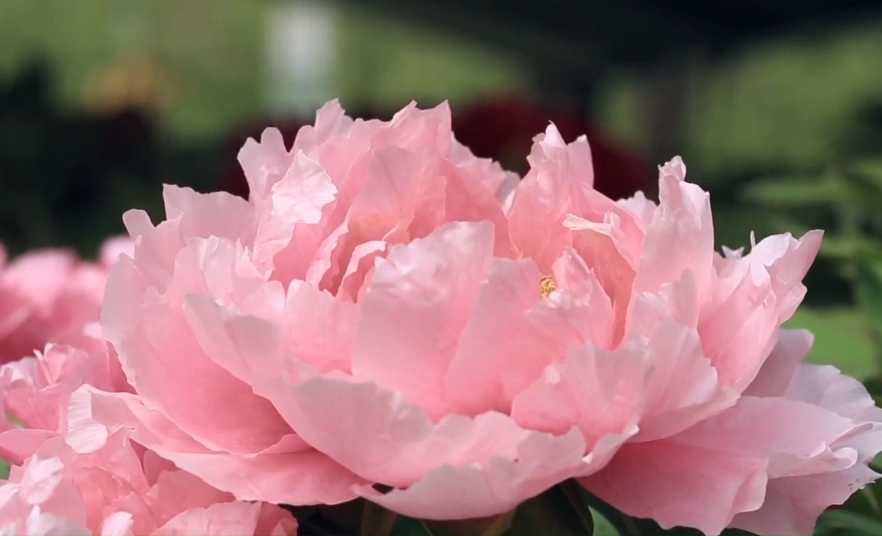 牡丹(牡丹花图片)