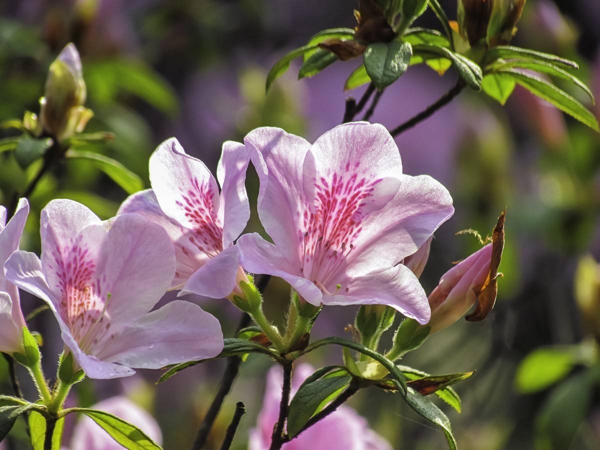 杜鹃花(杜鹃花的寓意和象征)