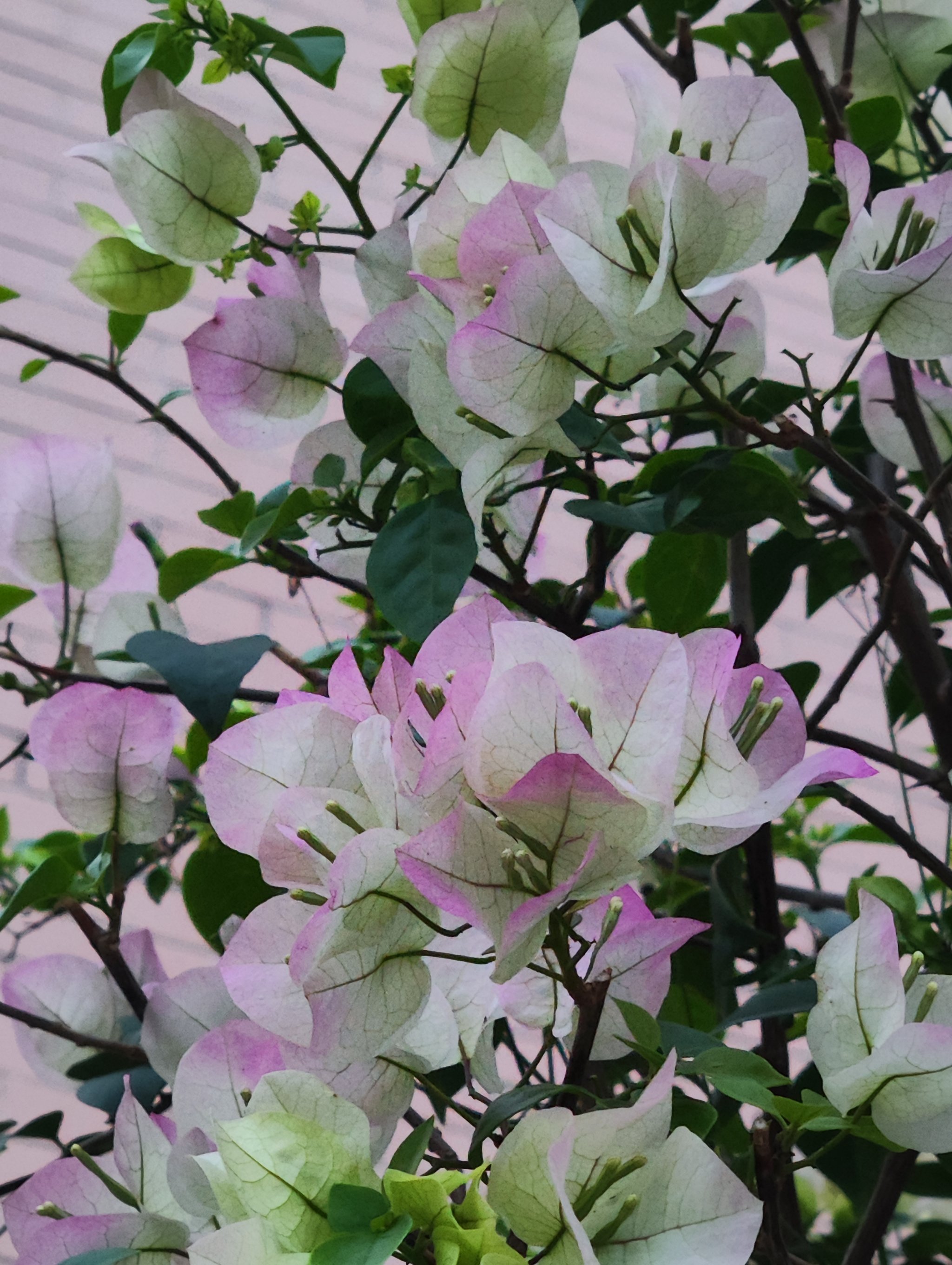 杜鹃花(杜鹃花花期多长时间)