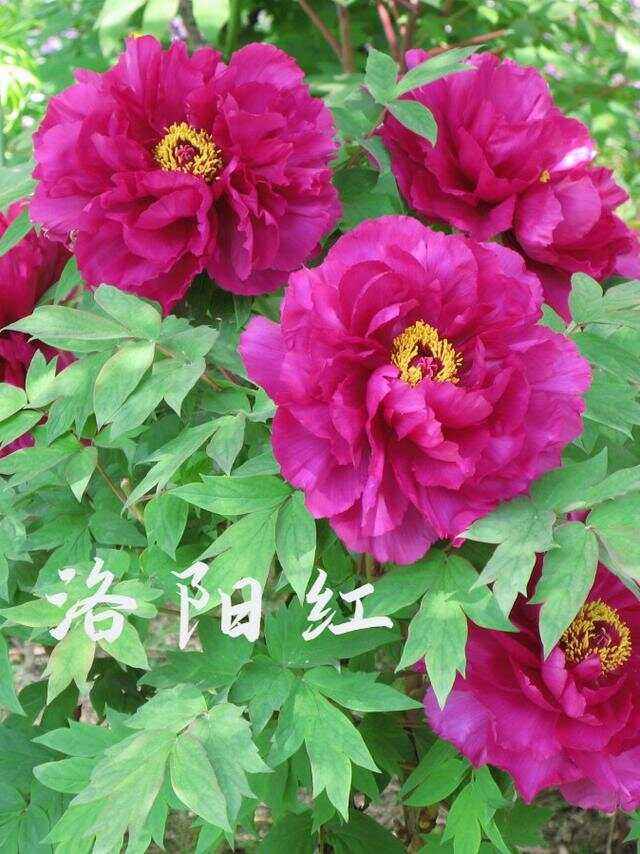 牡丹(牡丹香烟价格表)