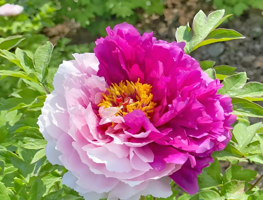 牡丹(牡丹花的种植方法和时间)