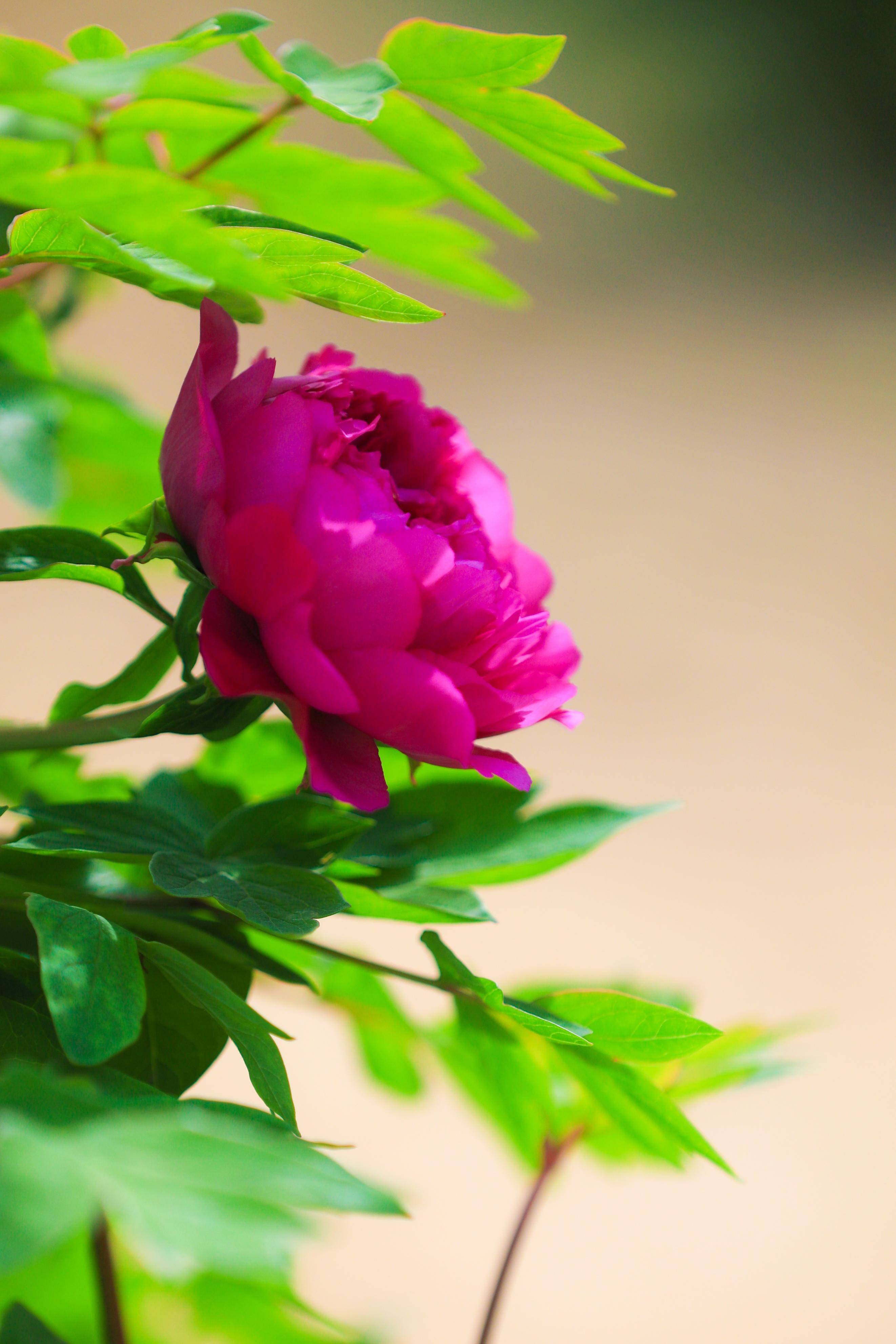 牡丹(牡丹花的种植方法和时间)