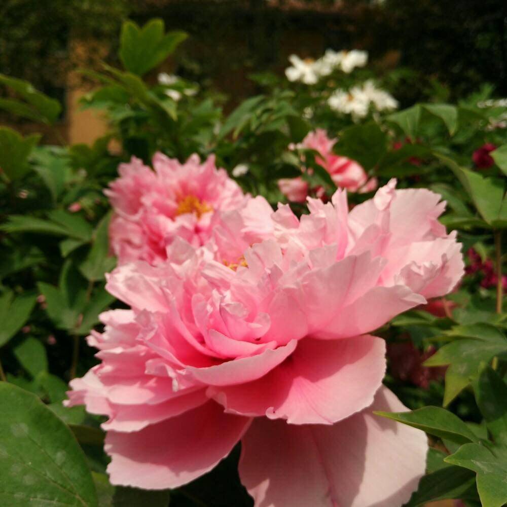 牡丹(牡丹和芍药的区别)