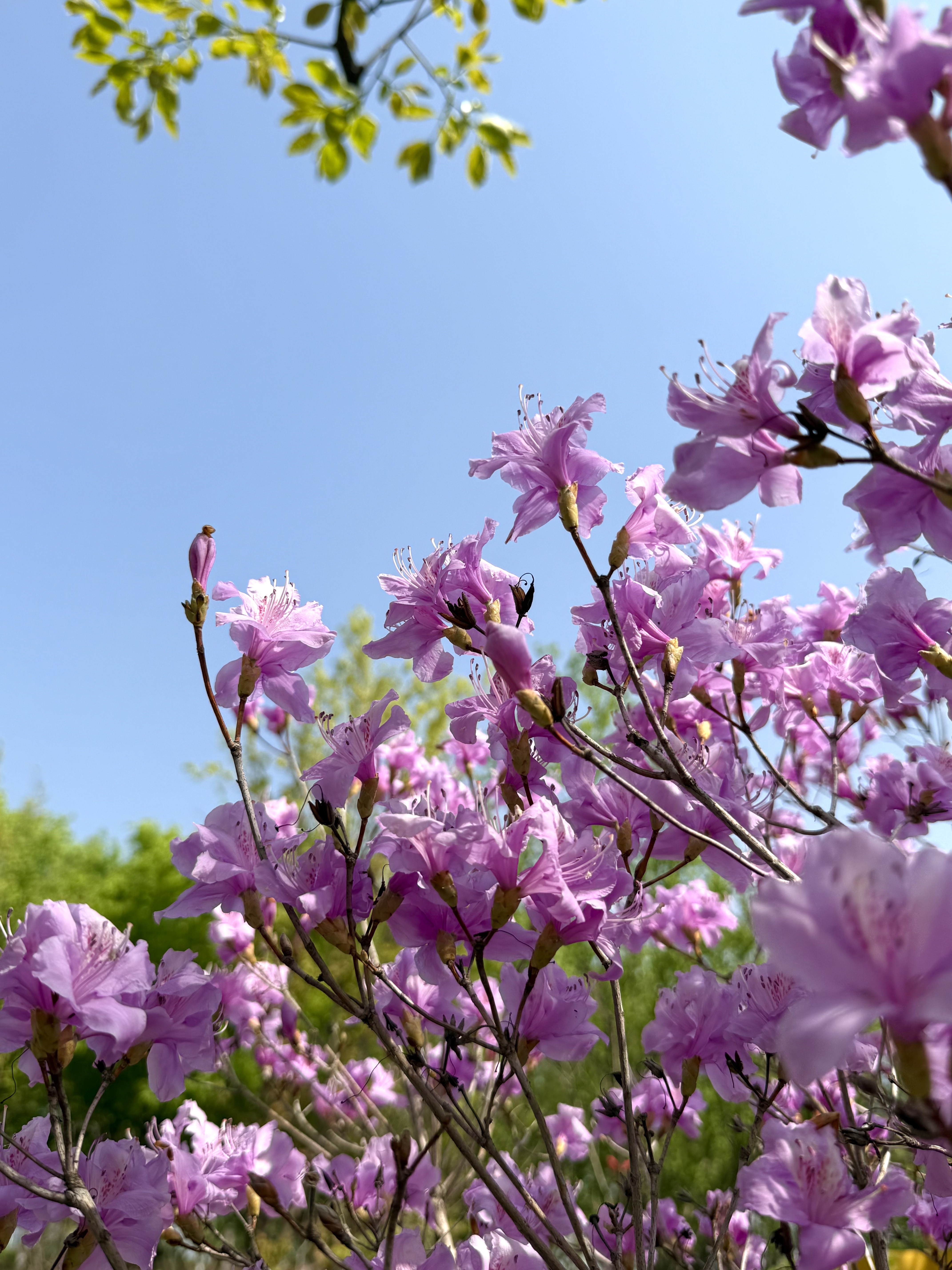 杜鹃花(杜鹃花图片)