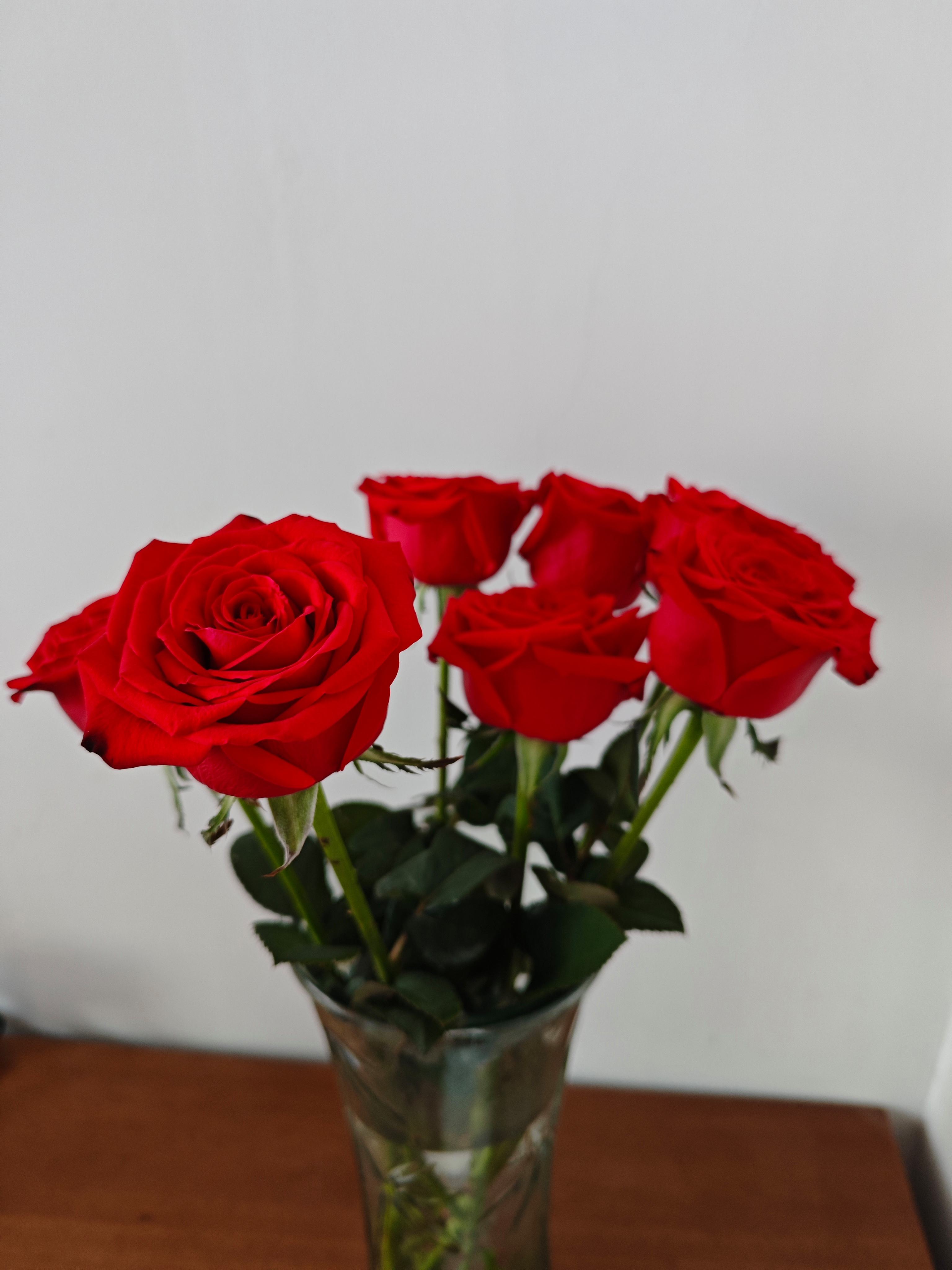 玫瑰花(玫瑰花茶搭配)