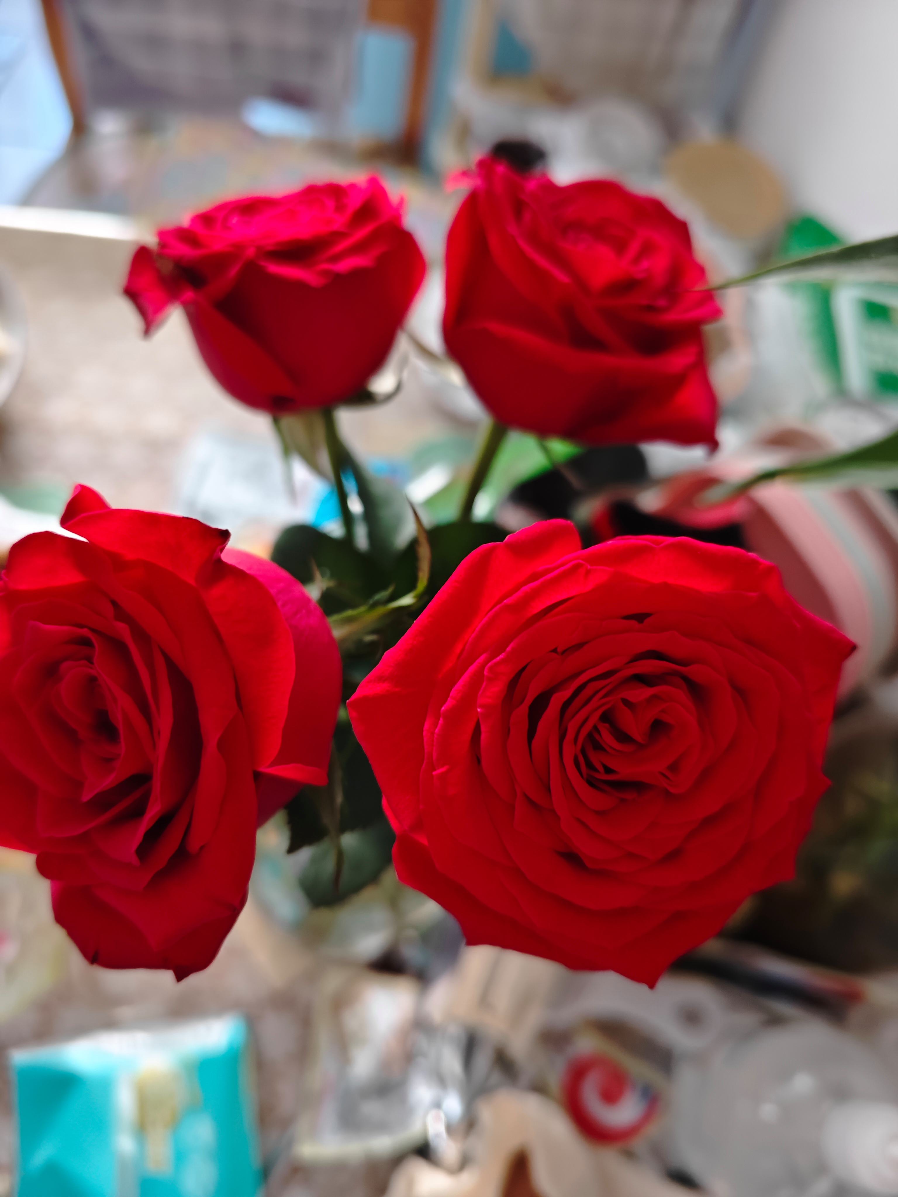 玫瑰花(玫瑰花语)