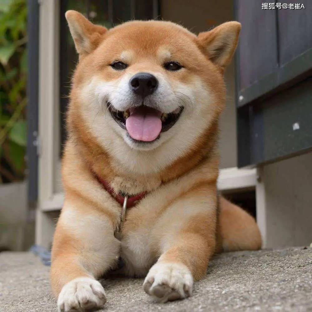 DOGE(狗狗币历史行情走势图)