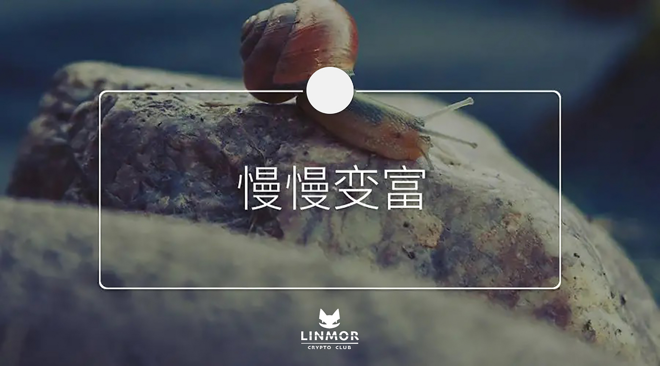 SHIB最新消息(shib今日实时行情)