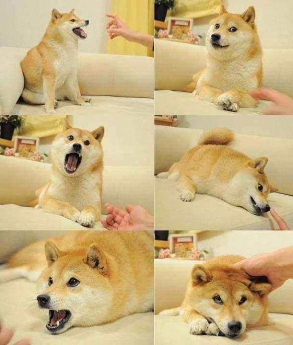 DOGE(dogeatdog)