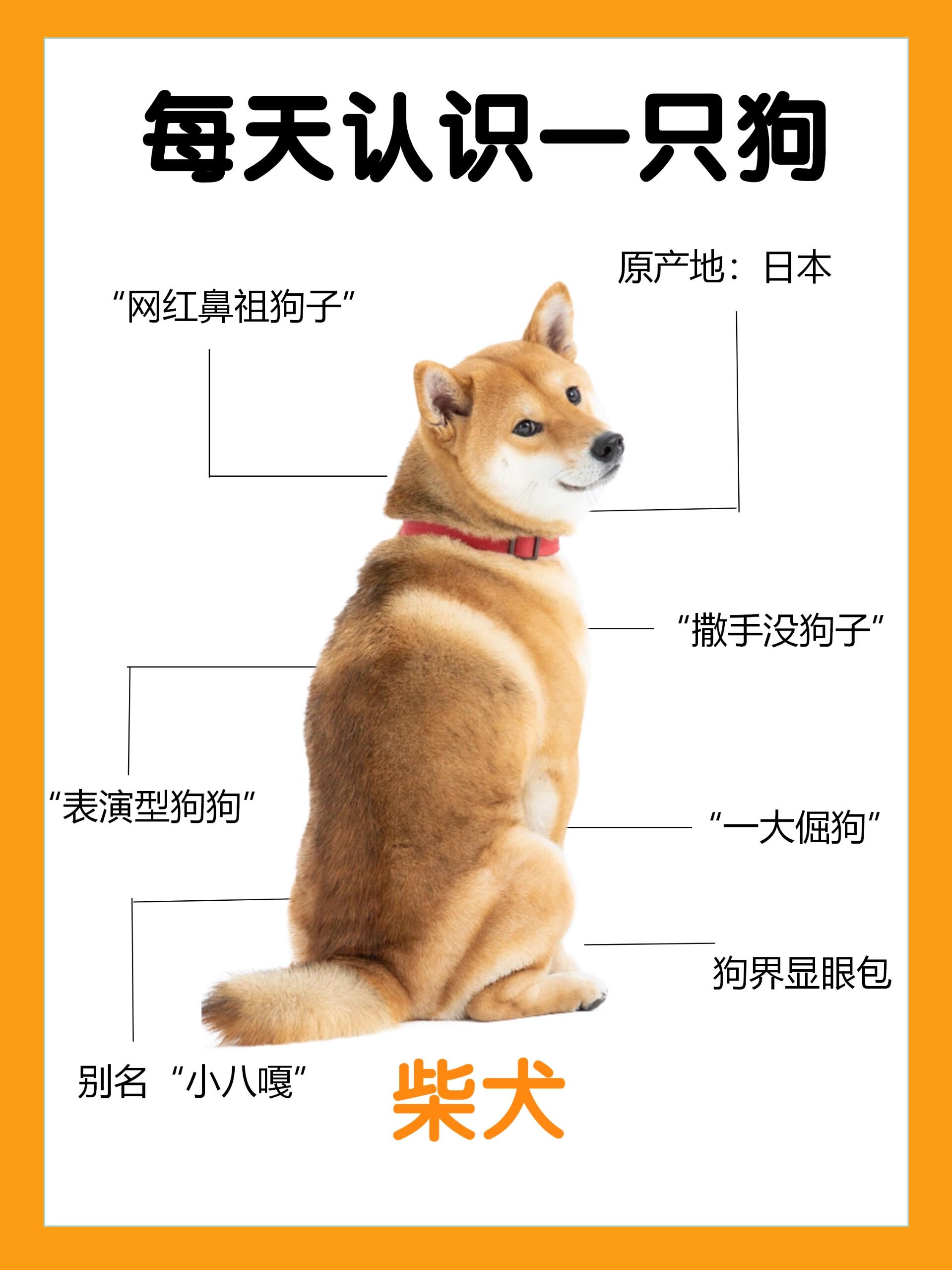 柴犬币最新价格(柴犬币最新价格走势图)